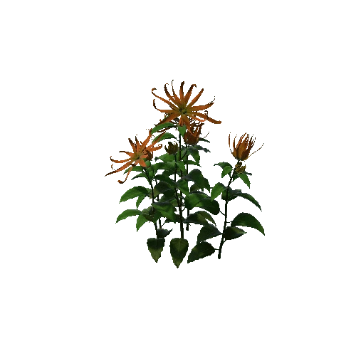 Flower Cananga odorata 2.6